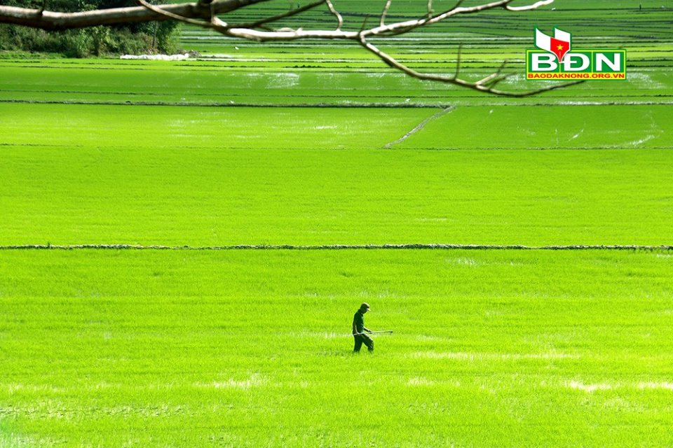 cánh đồng Xã Buôn Choáh