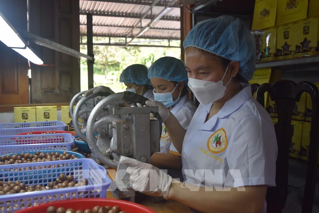 Chế biến macca ở Đắk Nông